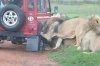lions-chewing-tyres1.jpg