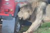 lions-chewing-tyres2.jpg