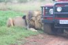 lions-chewing-tyres4.jpg