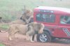 lions-chewing-tyres5.jpg