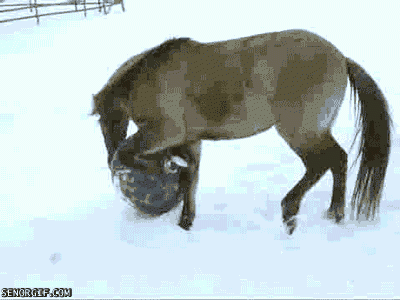 snowplay_zps9d45f30e.gif