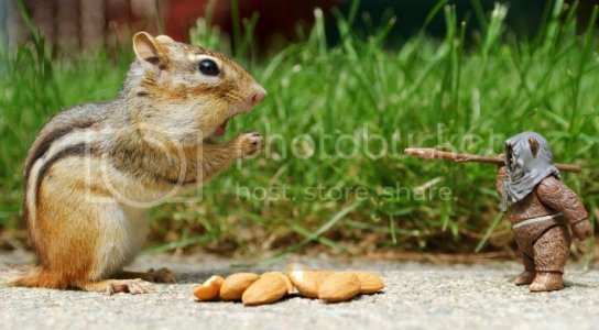 SquirellConfrontation.jpg