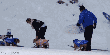 good winter fun.gif