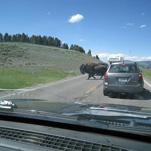 July 2011 - Banff - Yellowstone
