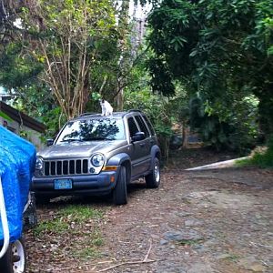 Hanging out in my parents' driveway with their cat!