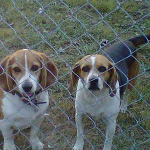 Meeko and Cheyenne