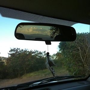 I got home the other day and noticed how perfectly Jost was framed in the rearview mirror, had to take a picture. Also I love my new decoration :) Fea