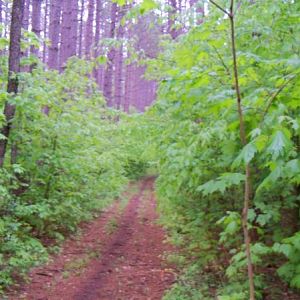 One of the trails in Manistee National Forest