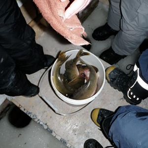 Bucket o walleye