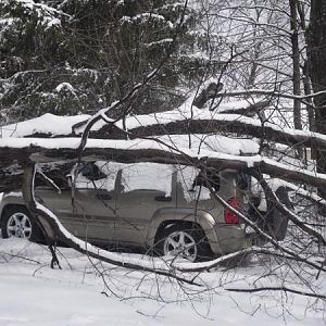 jeep tree3