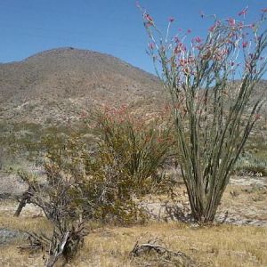 I have lived in the San Diego/ North county for 40+ yrs and grew goin to berrego springs and the desert this is the first time I seen it blooming