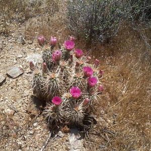 more colors of the desert