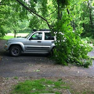 Tree limb fell on the Jeep the other night in a bad thunder storm