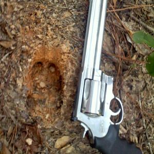 Huge pig track I saw during the summer, hunting in a nearby training area.  Awesome pistol too.