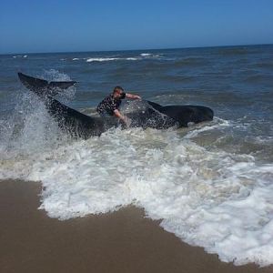 images I help a beach whale felt like a wet tire
