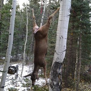 Our first Deer, and in the end we got two Deer and One Cow Elk.