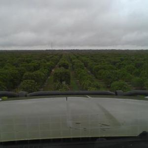 Climded up a big hill , looking over the orange grove , looking for poachers