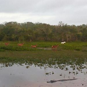 In devils garden, on edge of everglades.