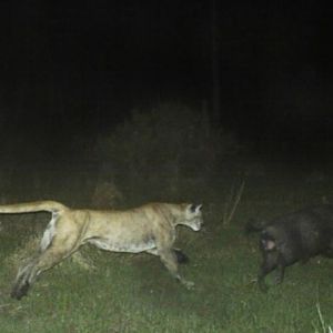 Florida panther in pursuit of boar hog