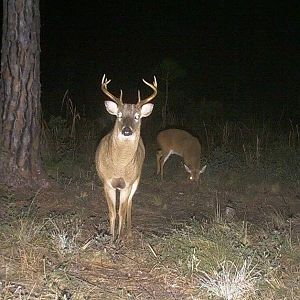 South Florida deer