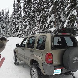 After feeding, friendly bird rests on warm finger. 
One below the jeep and other enjoys warmth of hatch glass!