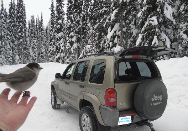 After feeding, friendly bird rests on warm finger. 
One below the jeep and other enjoys warmth of hatch glass!