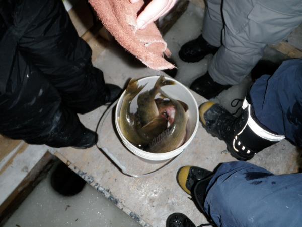 Bucket o walleye