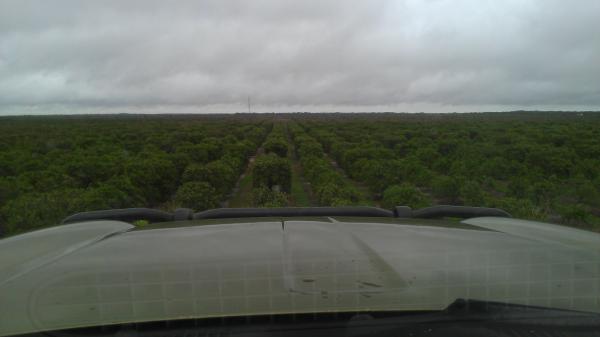 Climded up a big hill , looking over the orange grove , looking for poachers