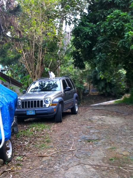 Hanging out in my parents' driveway with their cat!