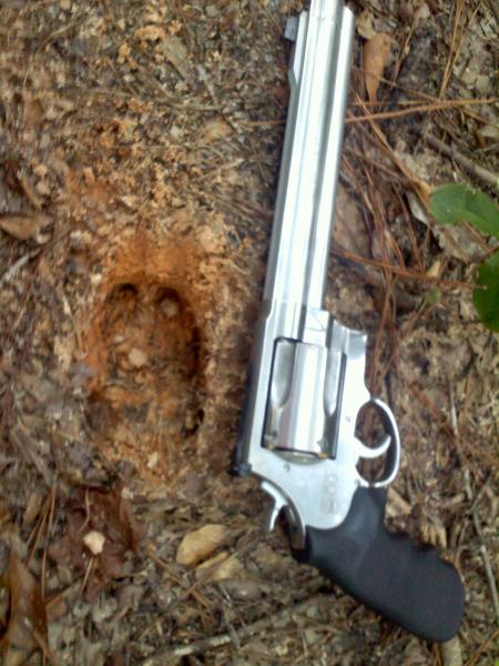 Huge pig track I saw during the summer, hunting in a nearby training area.  Awesome pistol too.