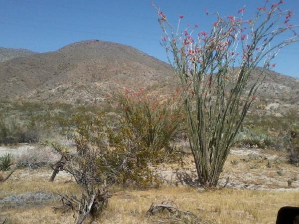 I have lived in the San Diego/ North county for 40+ yrs and grew goin to berrego springs and the desert this is the first time I seen it blooming