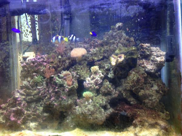 image my salt water reff tank