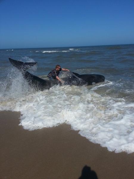images I help a beach whale felt like a wet tire