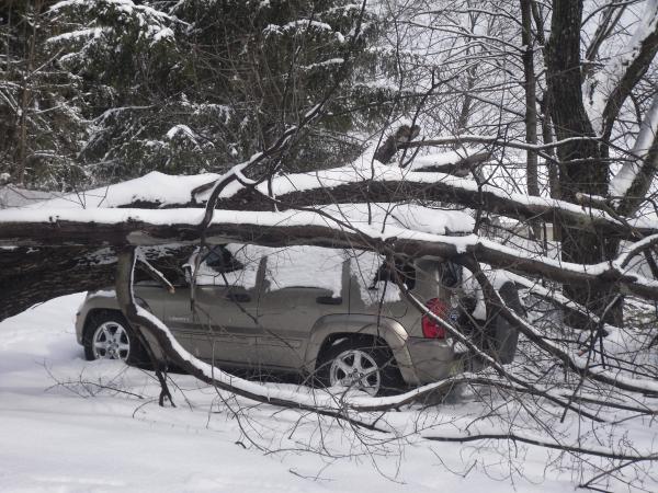 jeep tree3