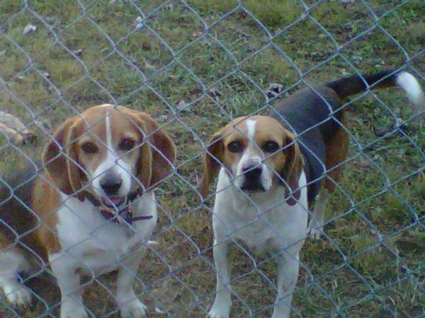 Meeko and Cheyenne