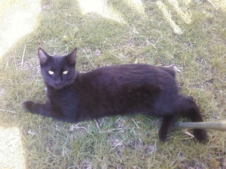 MOE in the sun (Manx )