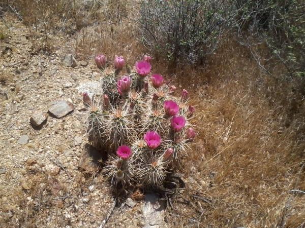 more colors of the desert