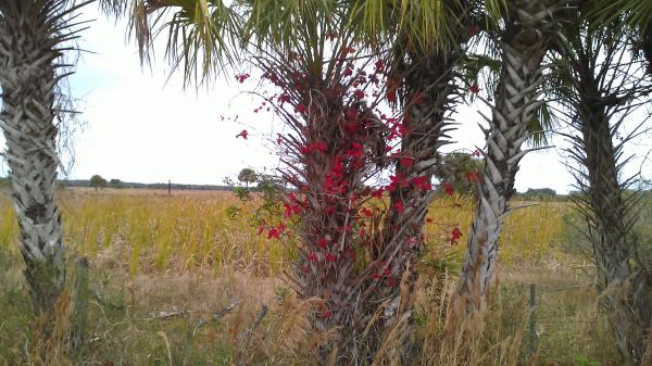 ON EDGE OF THE GLADES..