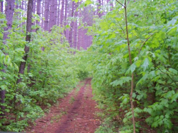 One of the trails in Manistee National Forest