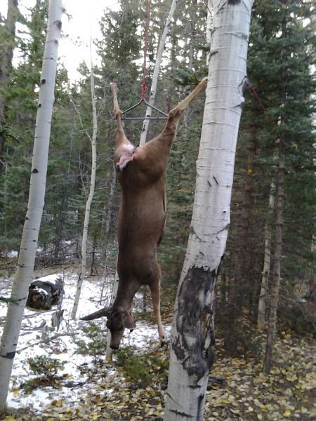 Our first Deer, and in the end we got two Deer and One Cow Elk.